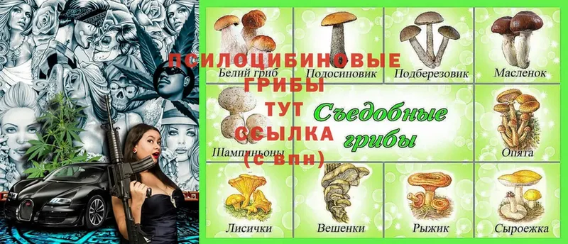 Псилоцибиновые грибы Psilocybine cubensis  Зарайск 